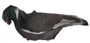 Pigeon Sock